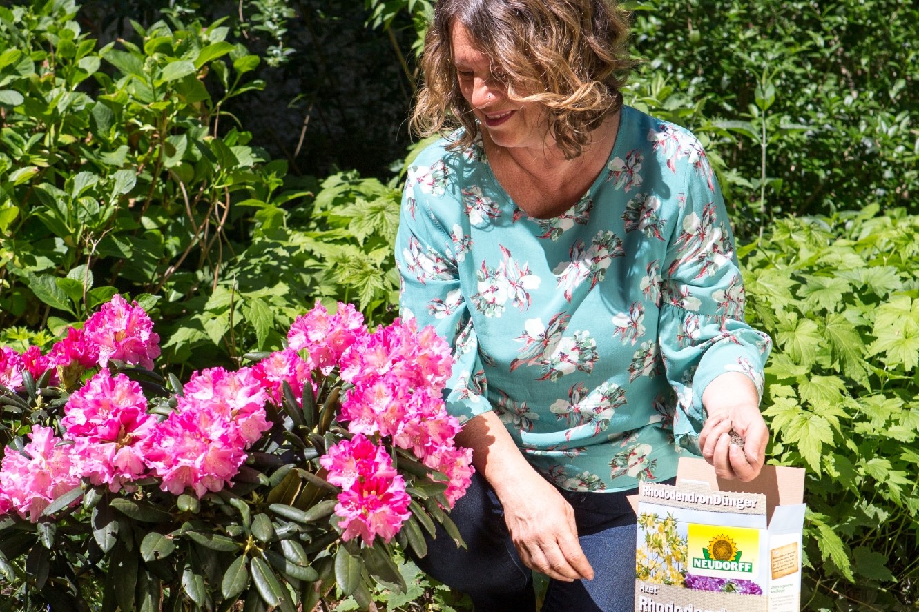 Rhododendron organisch düngen für ein BlütenFeuerwerk